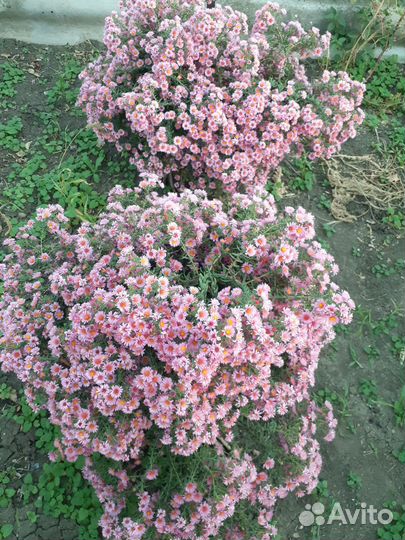 Астра альпийская