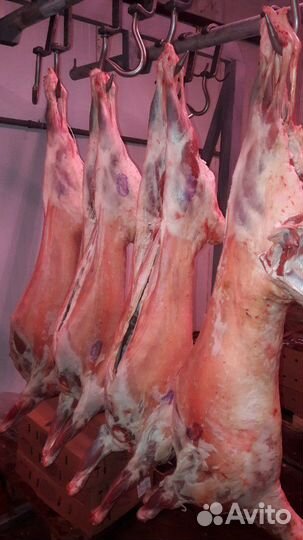 Баранина Тушка охлажденая