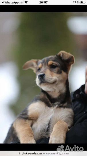 Щенок в добрые руки девочка