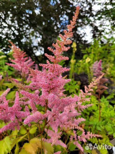Астильбы сортовые