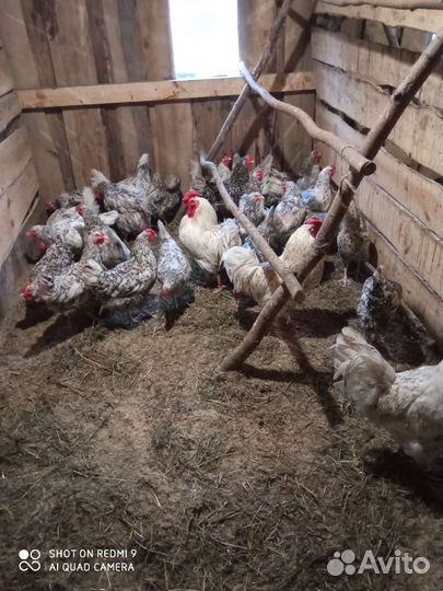 Инкубационное яйцо породистых кур