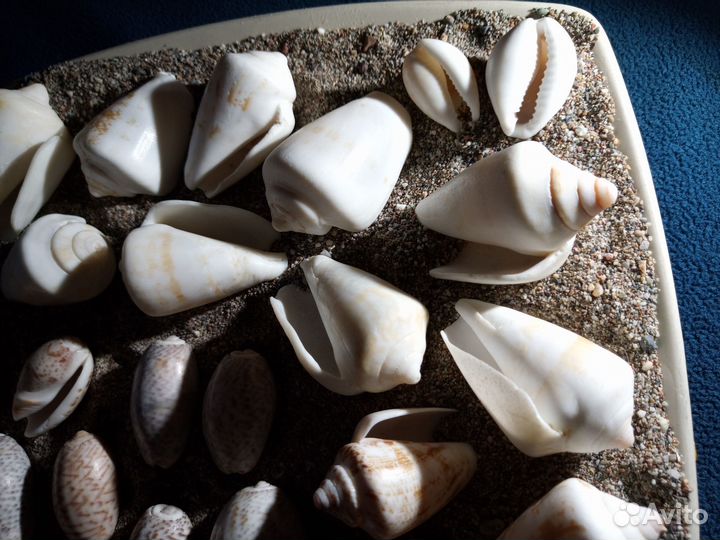 Морские ракушки раковины 2