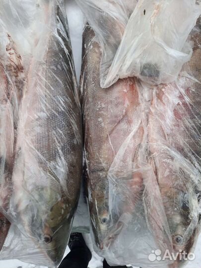 Кета свежемороженная