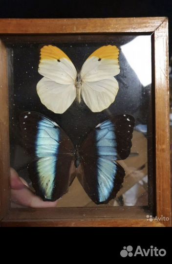 Этномологическая коллекция бабочек