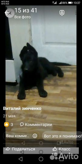 Продаются щенки