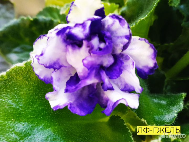 Сортовые фиалки