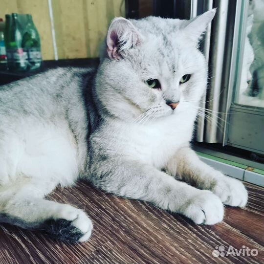 Британский котик Симба