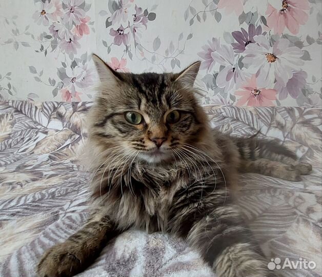 Кот Барсик
