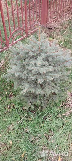 Ели голубые