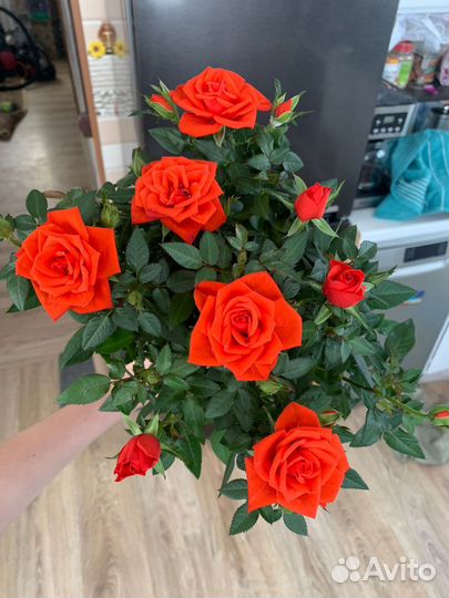 Роза кардана