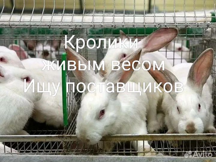 Кролики живым весом