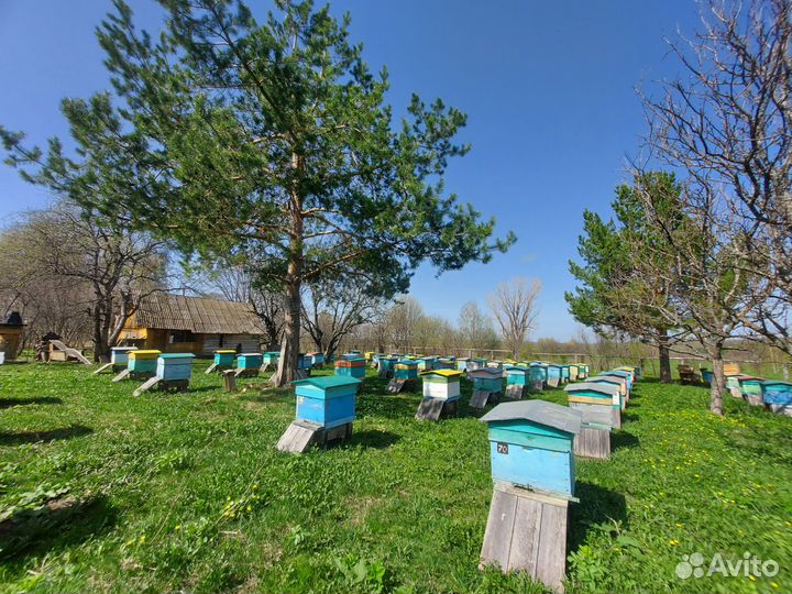 Продам пчелосемьи