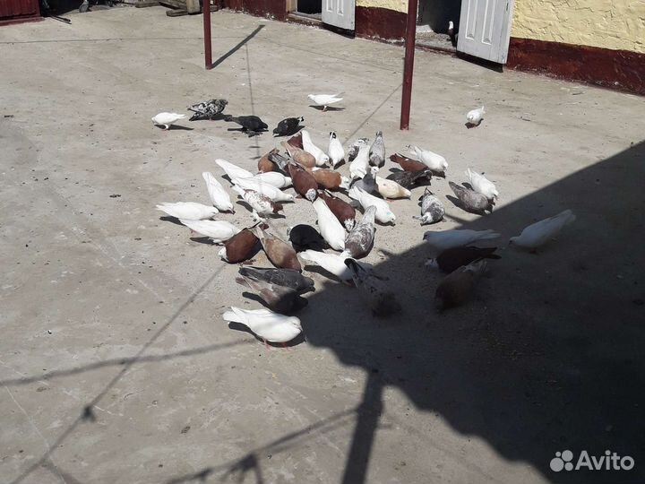 Прадаю голубей