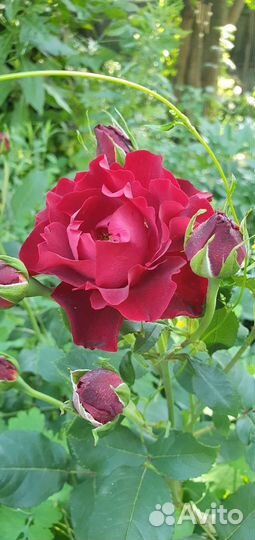 Роза Хоммаж а Барбара