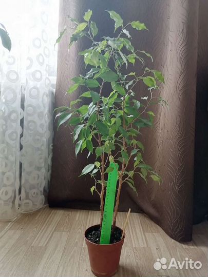 Фикус Бенджамина с темно-зелёными листьями