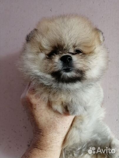 Малыши шпиц