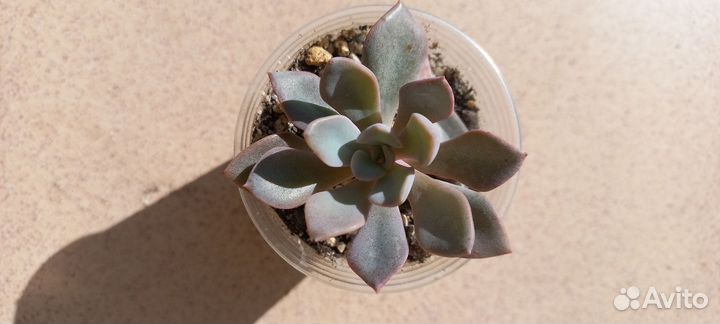 Суккуленты