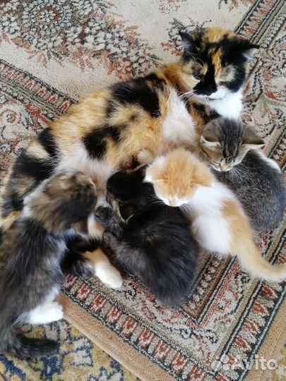 Котята в добрые руки