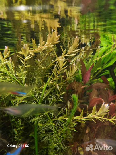 Аквариумные растения