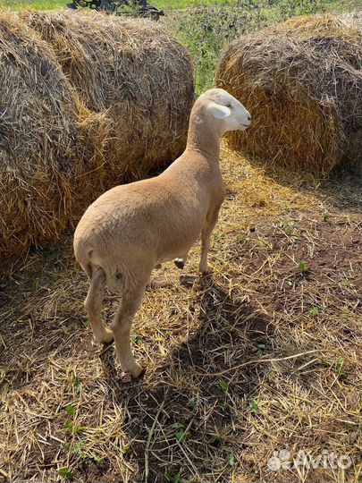 Катумские овцы