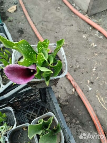 Каллы садовые