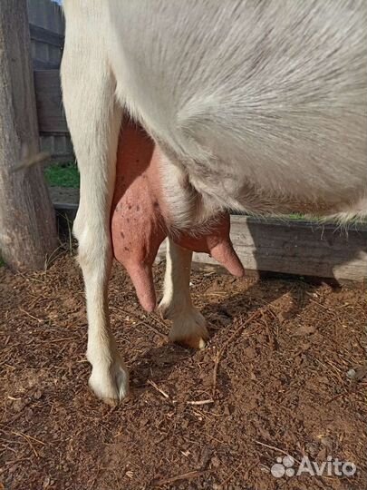 Козы дойные