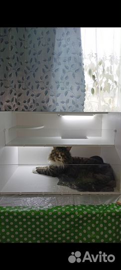 Стеллаж витрина для морских свинок