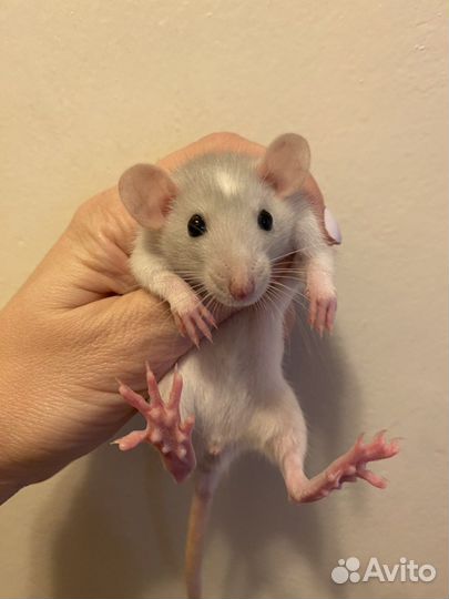 Крысята Дамбо много окрасов