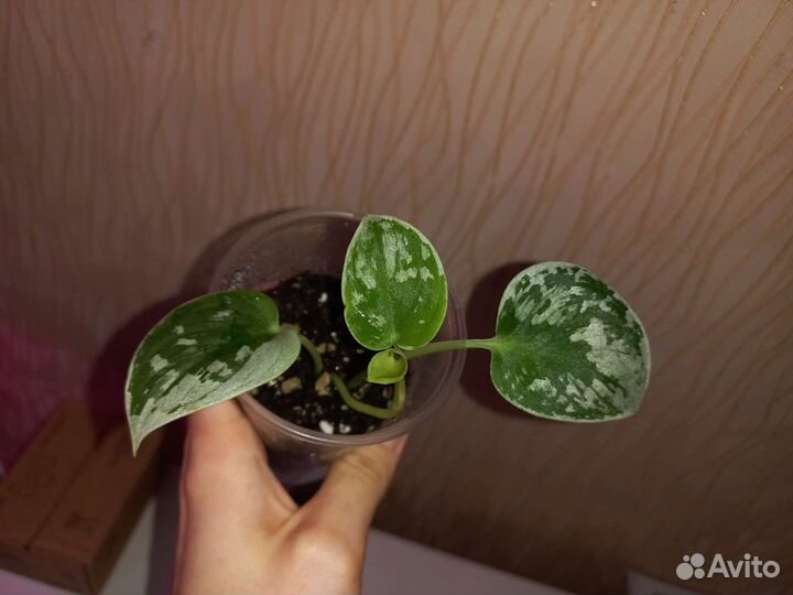 Сциндапсус пиктус сильвер энн