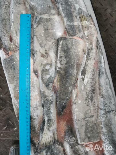 Горбуша оптом