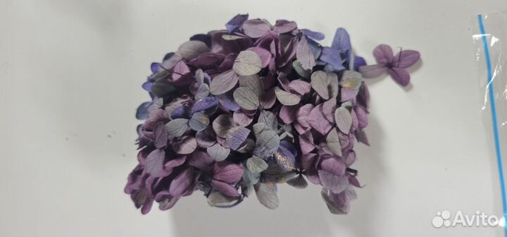 Гортензия стабилизированная