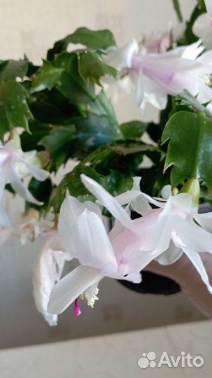 Декабрист белый