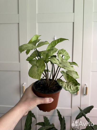 Сингониум Вайт Баттерфляй, сингониум Брокант