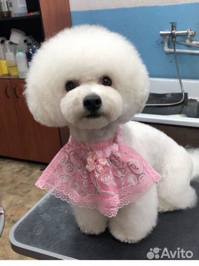 Стрижка собак и кошек