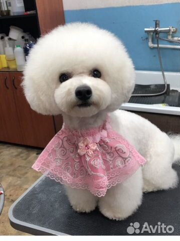 Стрижка собак и кошек