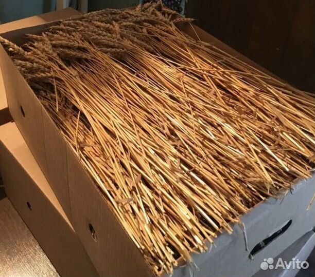 Сухоцвет. Колосья пшеницы