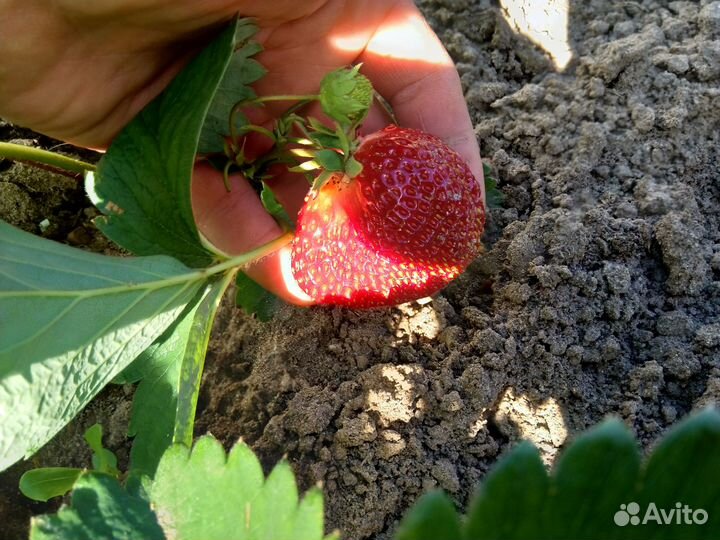 Усы клубники 