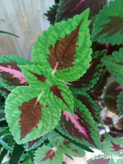 Колеусы вегетативные