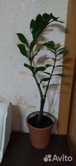 Отдам отростки пальмы пандауса, золотого уса