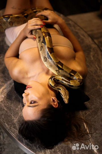 Аренда змей и экзотики (фотосессии,мероприятия)