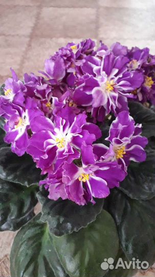 Сортовые фиалки