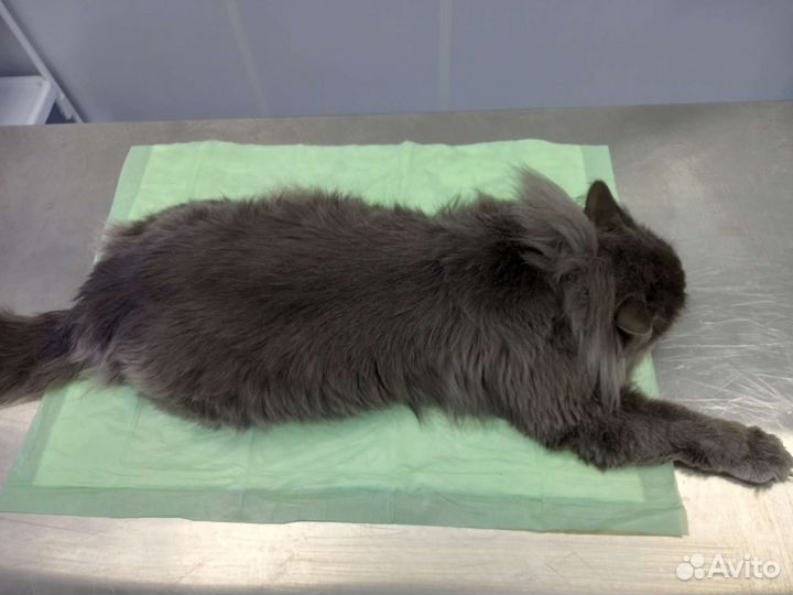 Груминг кошек