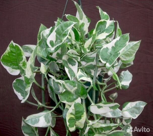Сциндапсус (эпипремнум ) Н-Джой