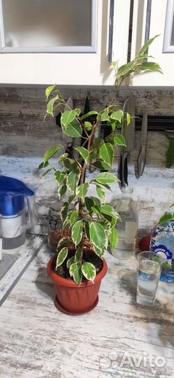 Фикус. Фикус бенджамина
