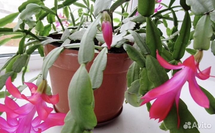 Декабрист шлюмбергера буклей в грунте