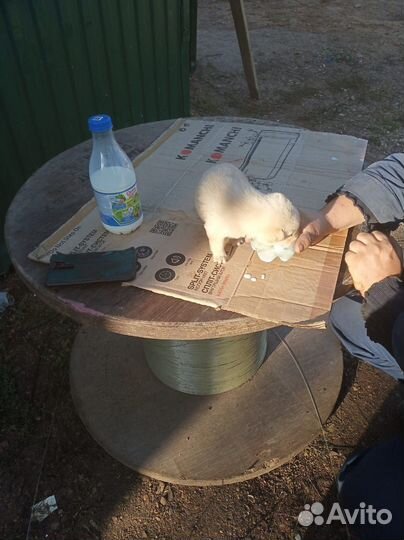 Щенок в добрые руки