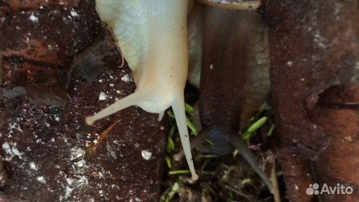 Улитки ахатины ретикулята