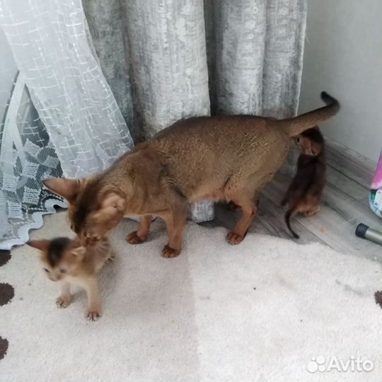 Абиссинская