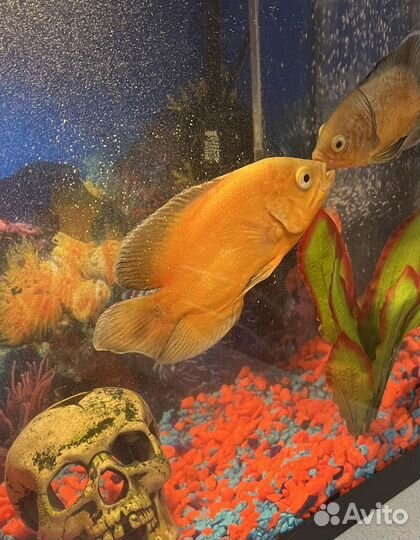 Рыба Астронотус