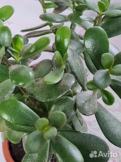 Денежное дерево (толстянка)